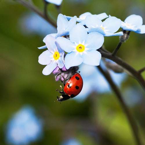 plant selective focus photograph of ladybug on white petaled flower plant blossom
