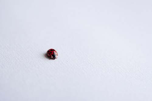 brown red ladybug on white surface black