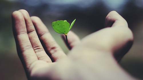 life floating green leaf plant on person's hand hand