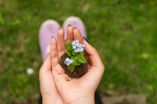 woman person holding white petaled flower hands