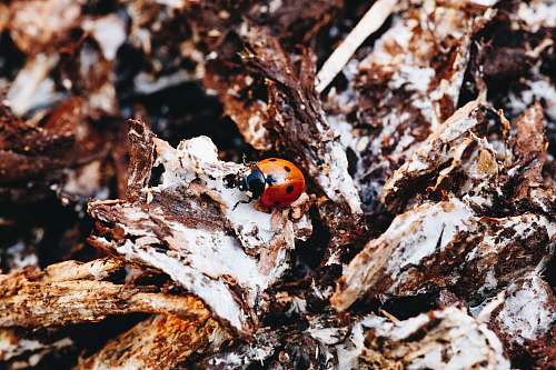 animal beetle on wood invertebrate