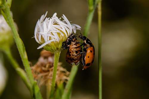 animal brown and black beetle on white flower bee