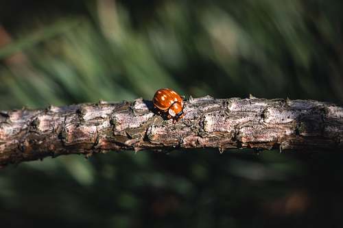 animal brown bu on tree branch invertebrate