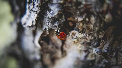 bark close-up photo of ladybug climbing tree at daytime tree