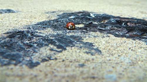 grey Ladybug beetle on ground chicago