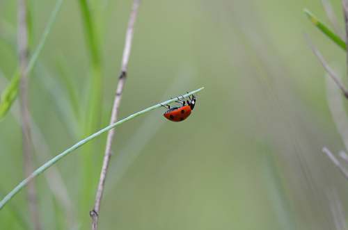 animal ladybug on green plant invertebrate