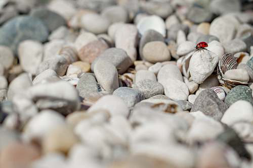 grey ladybug on stone pebble