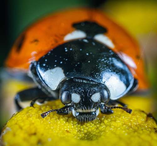 invertebrate macro photography of lady bug dung beetle