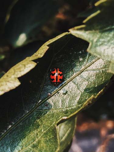 leaf orange and black insect plant