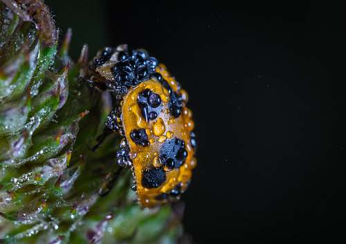 animal yellow and black potted beetle on green leaf arachnid