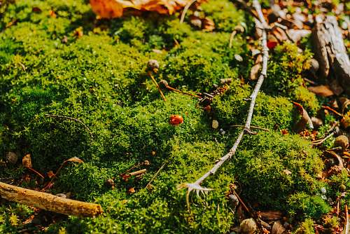 plant green moss during daytime moss