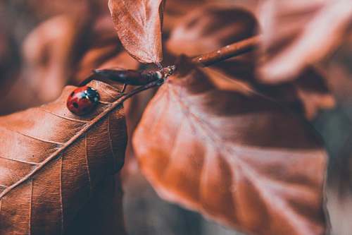 human lady bug on brown leaf selective photography person