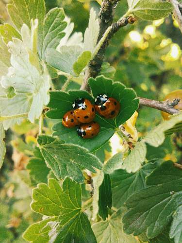 plant lady bug on leaf jar