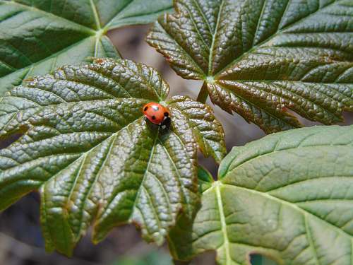 plant ladybug on leaf veins
