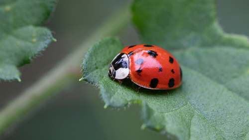 plant macro photography of lady bug on green leaf park of irani - sc -  brazil