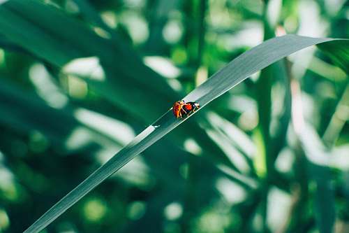 almere two red lady bugs netherlands