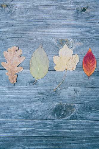 leaf four assorted-shape of leaves autumn