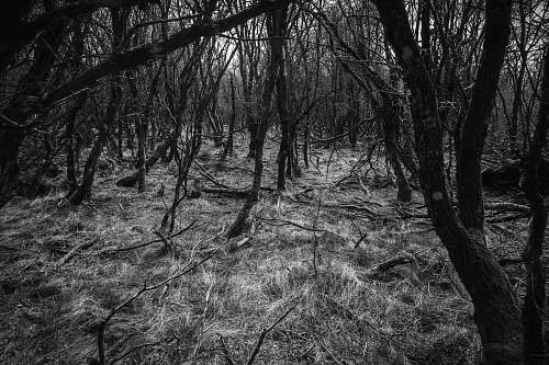 black-and-white leafless trees forest