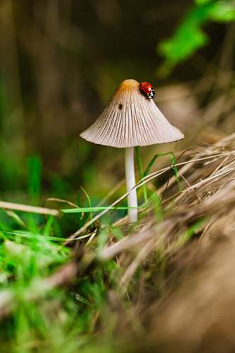 mushroom macro photography of bug on the mushroom fungus