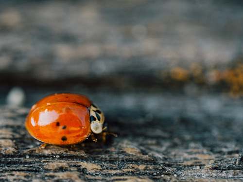 texture orange ladybug ladybug