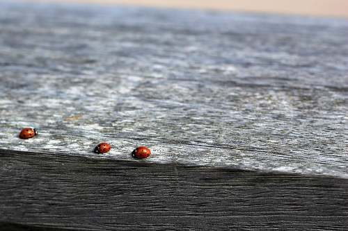 grey photo of three ladybug on black and gray surface fence