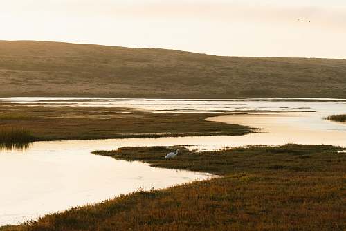 outdoors white bird beside body of water land