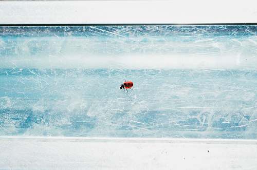 nature red beetle adventure