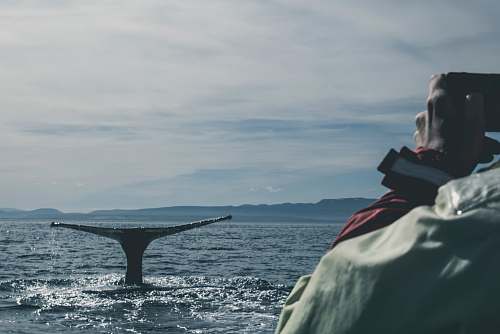 sea photo of black whale in ocean during daytime human