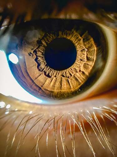 photo brown eye hormozgan province