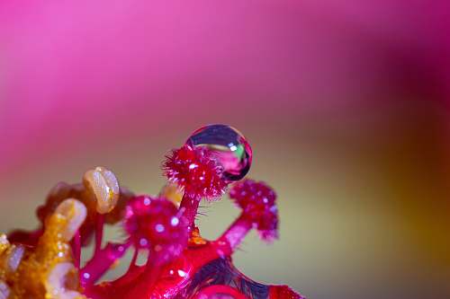 droplet waterdrop on red flowers photo