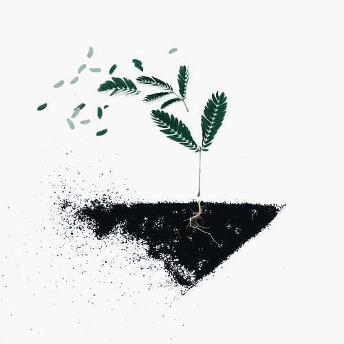flora green leaf plants on black soil illustration leaf