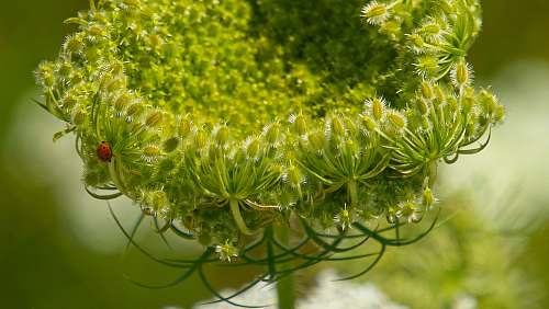 flower green leafed plant blossom