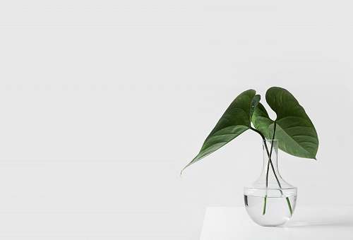 white green leafed plant on clear glass vase filled with water green