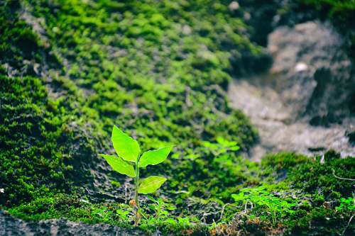 forest green leafed plant on grassfield nature