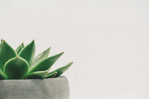 succulent green plant minimal