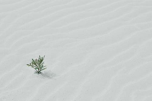 sand green tree on sand white