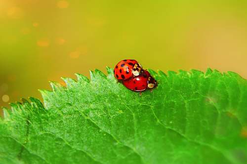 leaf lady bug on leaf animal