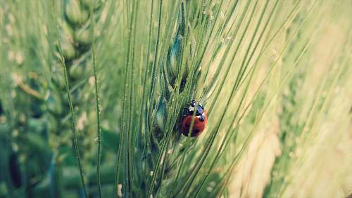 grass ladybird on green grass ladybug