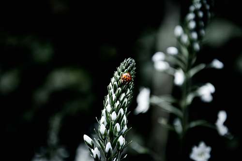 netherlands ladybug on white flowers amsterdam
