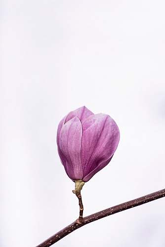 flower pink petaled flower magnolia