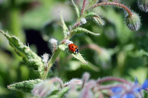 sebastopol tilt-shit photography of ladybug on green leaf united states