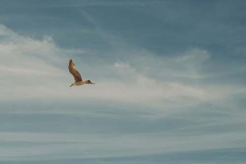 animal flying bird on the sky bird