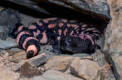 reptile black and pink snake sea life