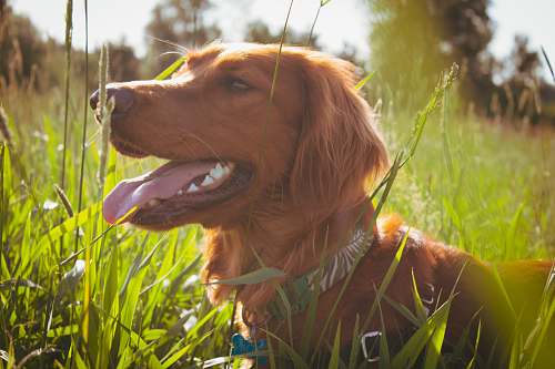 animal brown dog in grass field pet