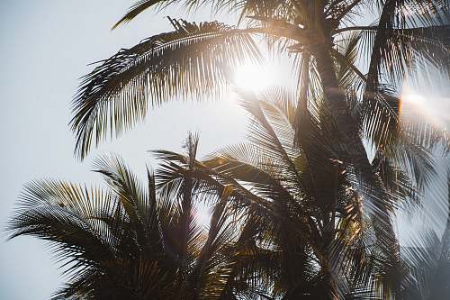 flare palm trees palm tree