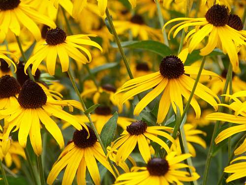 flower selective focus photography of yellow petaled flowers yellow