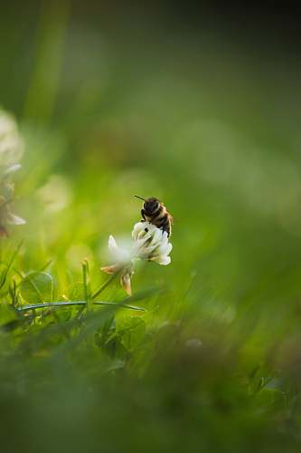 apidae selective focus photography of brown and yellow bee bee
