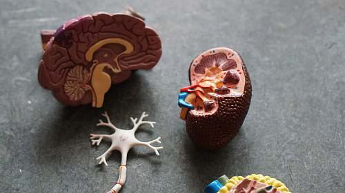wildlife brown human organs learning equipment animal
