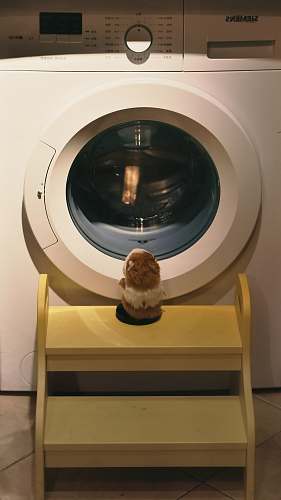 washer guinea pig sitting in front of clothes washer dryer