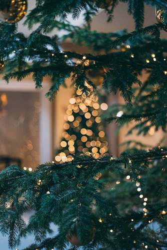 tree Christmas tree with string lights xmas